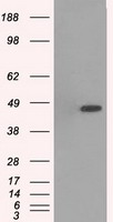 HEK293T cells were transfected with the pCMV6-ENTRY control (Left lane) or pCMV6-ENTRY MAPK12 (Right lane) cDNA for 48 hrs and lysed