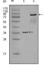 Western Blot analysis using EphA7 Monoclonal Antibody against truncated GST-EphA7 recombinant protein (1) and truncated EphA7 (aa25-556)-hIgGFc transfected CHOK1 cell lysate (2)