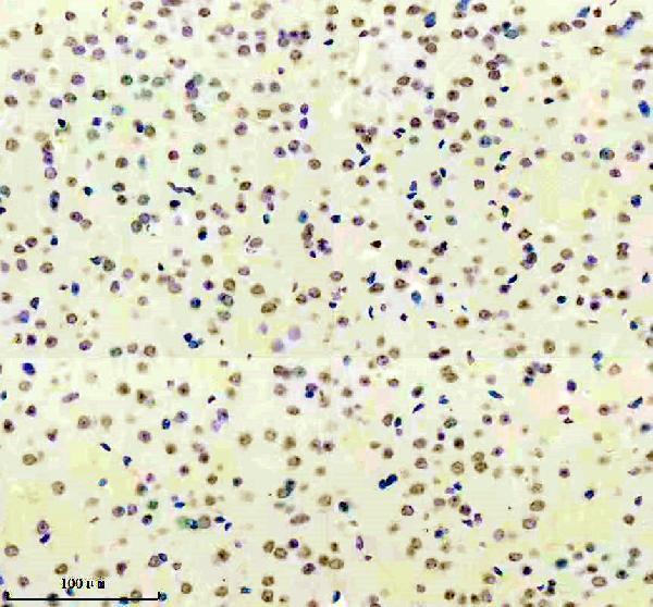 m03946 1 syncrip primary antibodies ihc testing 3