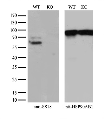 Equivalent amounts of cell lysates (10 ug per lane) of wild-type HeLa cells (WT) and SS18-Knockout HeLa cells (KO) were separated by SDS-PAGE and immunoblotted with anti-SS18 monoclonal antibody M03947 (1:100)