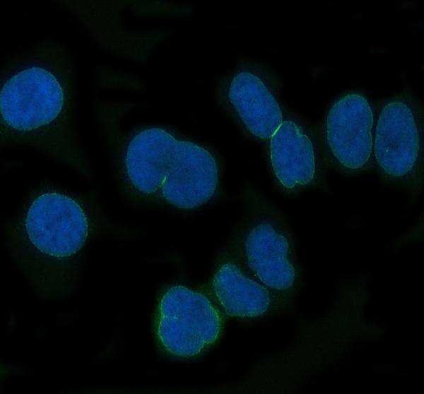 m03950 nup62 primary antibodies if testing 2
