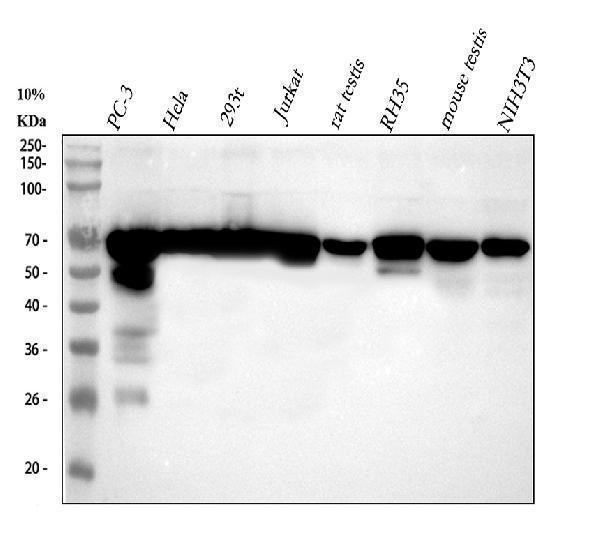 m03950 nup62 primary antibodies wb testing 1_1