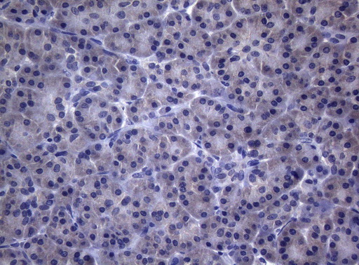 Immunohistochemical staining of paraffin-embedded Human pancreas tissue within the normal limits using anti-CEP55 mouse monoclonal antibody