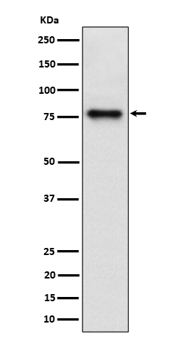 Western blot analysis of Cip4 expression in HepG2 cell lysate