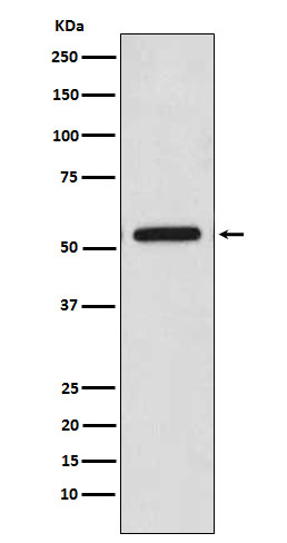 m03964 2 wb