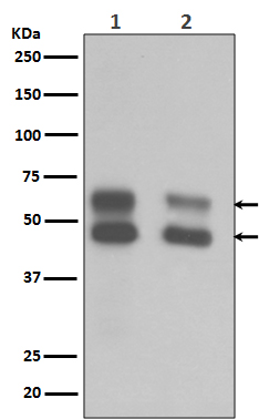 m03964 wb