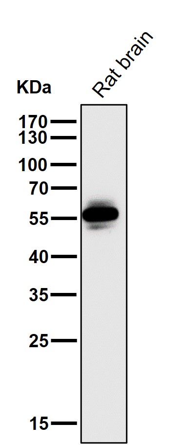 m03964 wb7