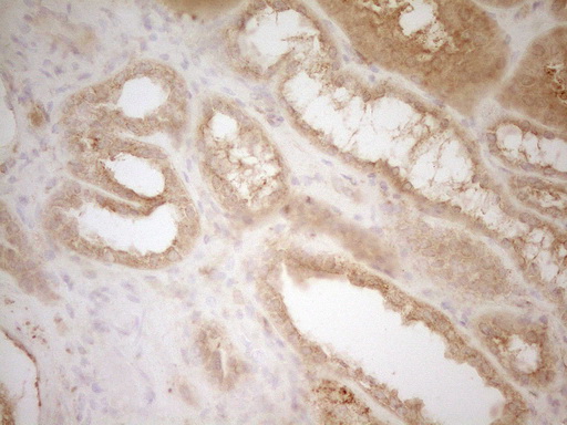 m03967 anti btg1 mouse monoclonal antibody clone id oti7h6 ihc testing 5