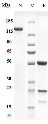 Anti-AMHR2 Reference Antibody (murlentamab) on SDS-PAGE under reducing (R) condition
