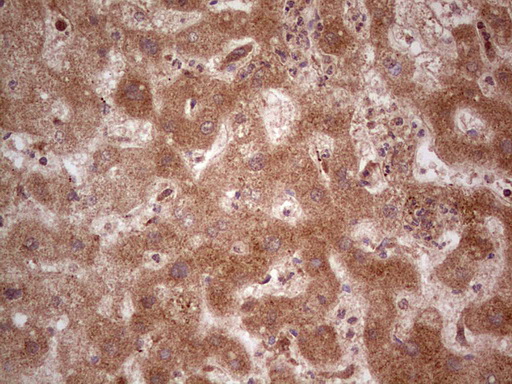 m03971 anti ube2d2 mouse monoclonal antibody clone id oti2c2 ihc testing 22