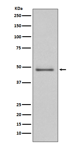 m03980 wb