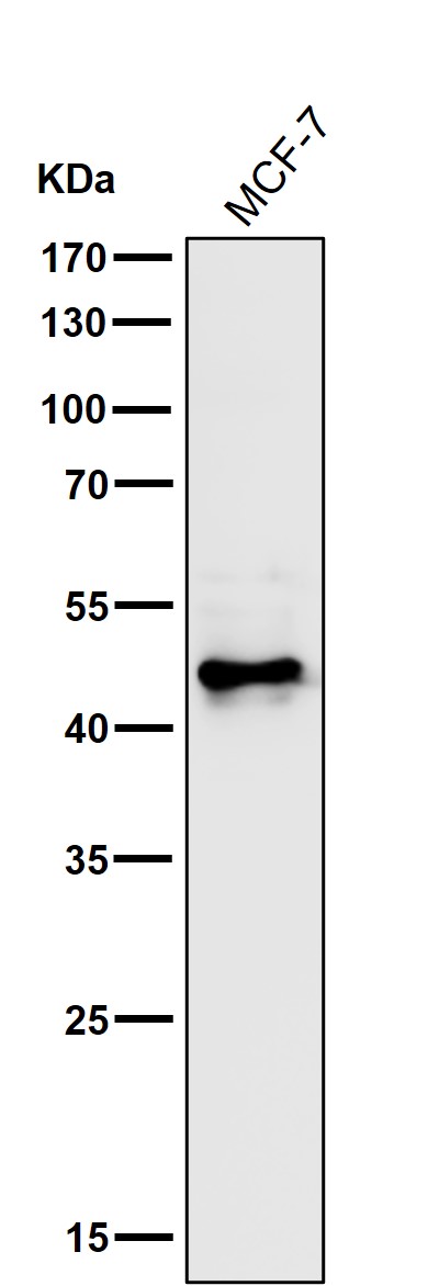 m03980 wb8