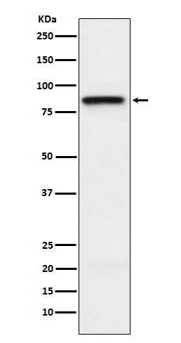 Western blot analysis of SLAMF1 expression in Jurkat cell lysate