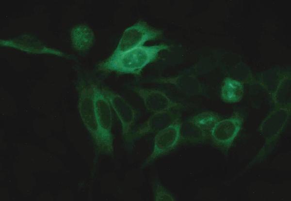 m03989 1 alpha tubulin primary antibodies icc testing 5