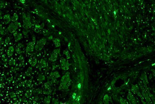 m03989 1 alpha tubulin primary antibodies ihc testing 3