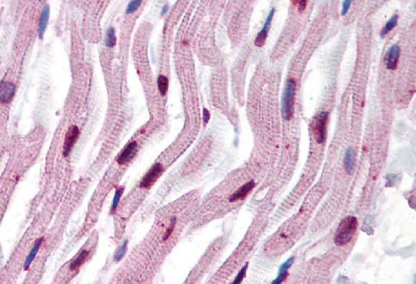 m03989 1 alpha tubulin primary antibodies ihc testing 4