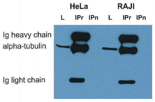 m03989 1 alpha tubulin primary antibodies ip testing 6