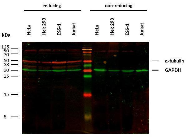m03989 1 alpha tubulin primary antibodies wb testing 1