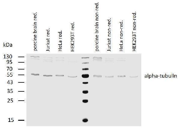 m03989 1 alpha tubulin primary antibodies wb testing 2