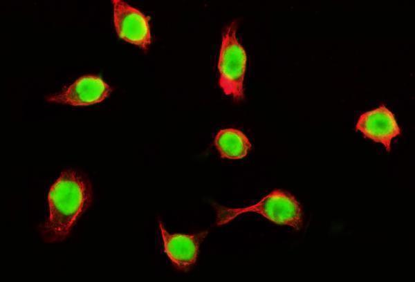 m03989 3 tubulin alpha primary antibodies if testing 11
