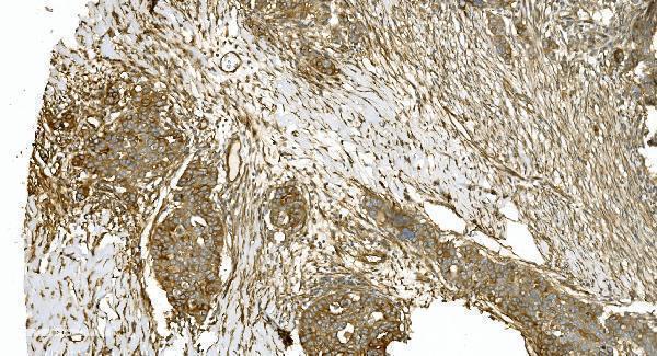 m03989 3 tubulin_alpha primary antibodies ihc testing 4