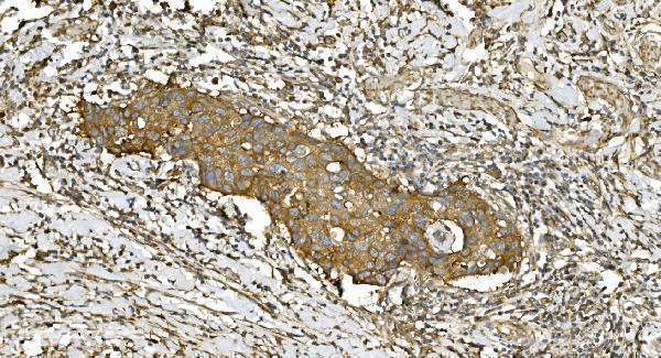 m03989 3 tubulin_alpha primary antibodies ihc testing 6