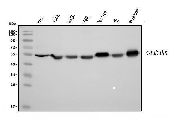 m03989 3 tubulin_alpha primary antibodies wb testing 1