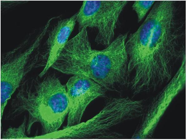 m03989 alpha tubulin primary antibodies icc testing 5