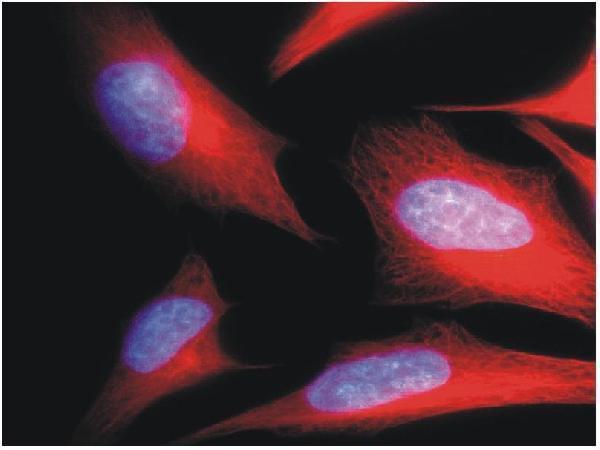 m03989 alpha tubulin primary antibodies icc testing 6