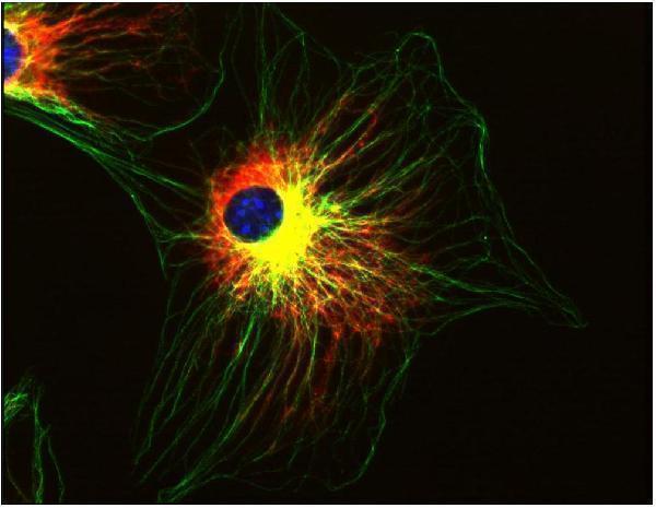 m03989 alpha tubulin primary antibodies icc testing 7