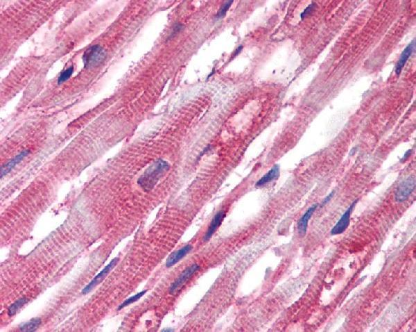 m03989 alpha tubulin primary antibodies ihc testing 4