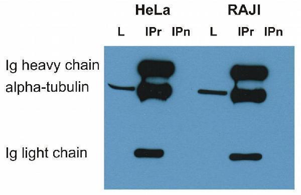 m03989 alpha tubulin primary antibodies ip testing 9