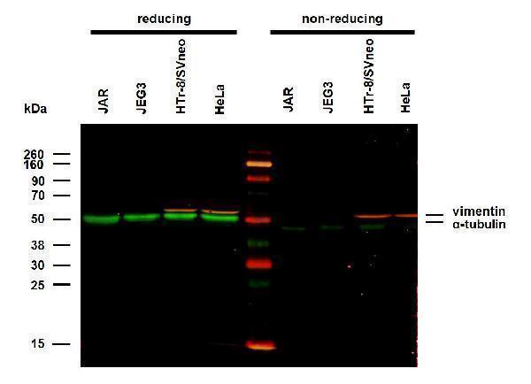 m03989 alpha tubulin primary antibodies wb testing 1