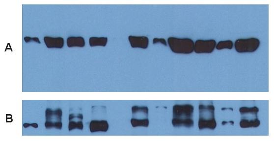 m03989 alpha tubulin primary antibodies wb testing 2