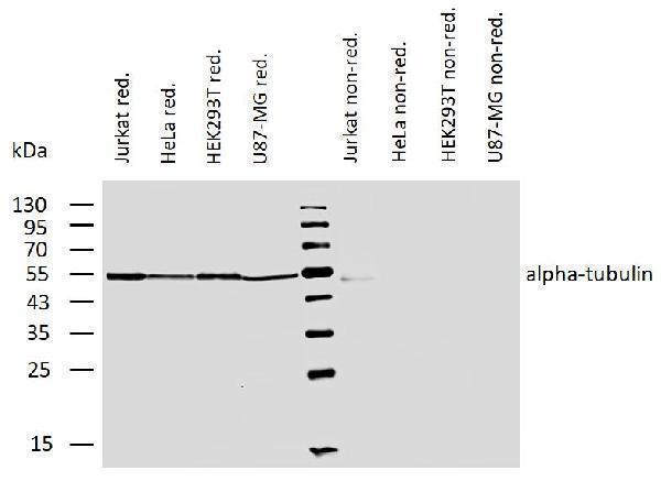 m03989 alpha tubulin primary antibodies wb testing 3