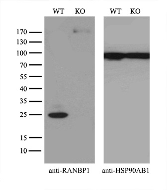 Equivalent amounts of cell lysates (10 ug per lane) of wild-type 293T cells (WT) and RANBP1-Knockout 293T cells (KO) were separated by SDS-PAGE and immunoblotted with anti-RANBP1 monoclonal antibody M04000