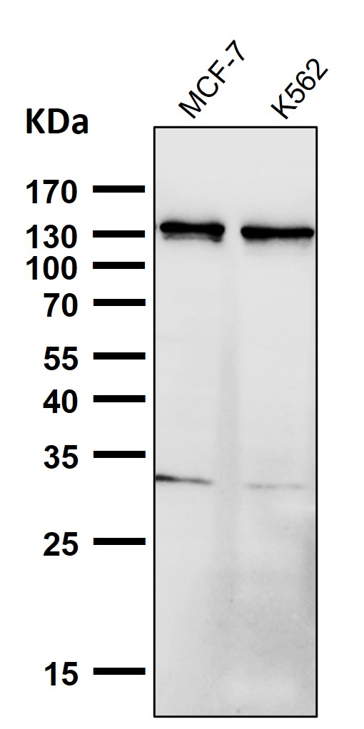 All lanes use the Antibody at 1:3K dilution for 1 hour at room temperature