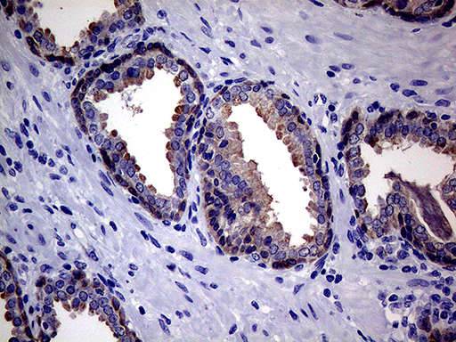 m04011 1 anti egfl7 mouse monoclonal antibody clone id oti5c9 ihc testing 1