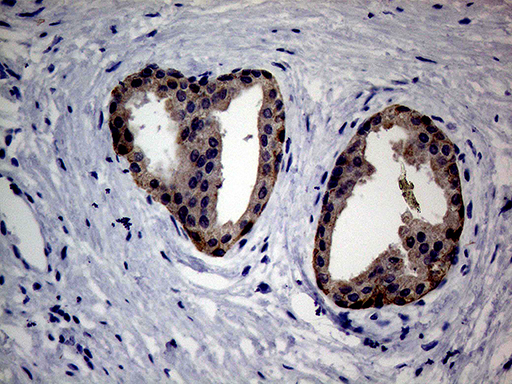 m04011 1 anti egfl7 mouse monoclonal antibody clone id oti5c9 ihc testing 2