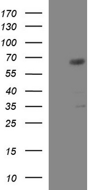 m04016 anti gga2 mouse monoclonal antibody clone id oti1d2 wb testing 1
