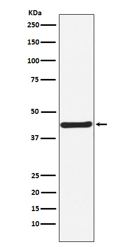 m04018 wb