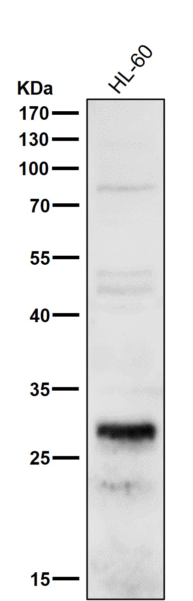 m04018 wb8