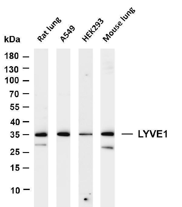 m04027 2 lyve1 primary antibodies wb testing 1