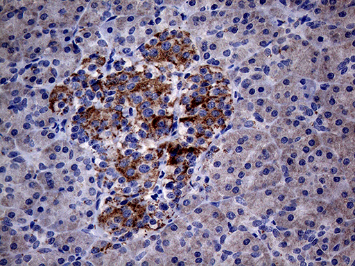 Immunohistochemical staining of paraffin-embedded Human pancreas tissue within the normal limits using anti-PON3 mouse monoclonal antibody