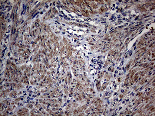 m04029 anti pon3 mouse monoclonal antibody clone id oti1a5 ihc testing 4