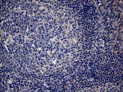 m04029 anti pon3 mouse monoclonal antibody clone id oti1a5 ihc testing 5