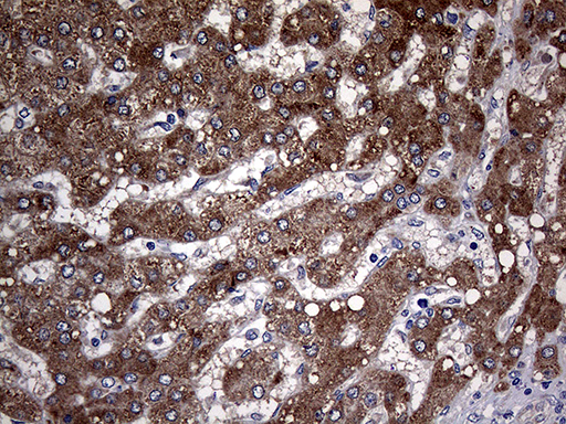 m04029 anti pon3 mouse monoclonal antibody clone id oti1a5 ihc testing 6
