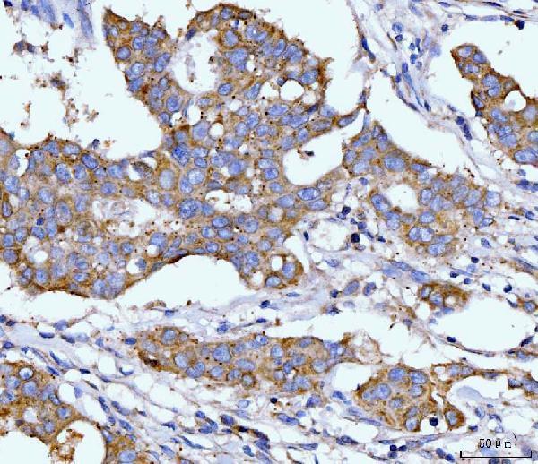 IHC analysis of DHODH using anti-DHODH antibody (M04035-1)