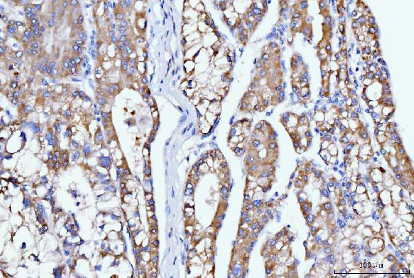 m04035 1 dhodh primary antibodies ihc testing 4