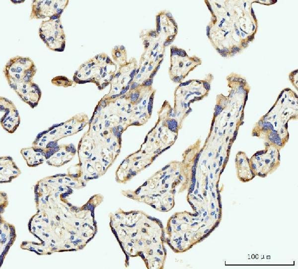 m04035 1 dhodh primary antibodies ihc testing 5